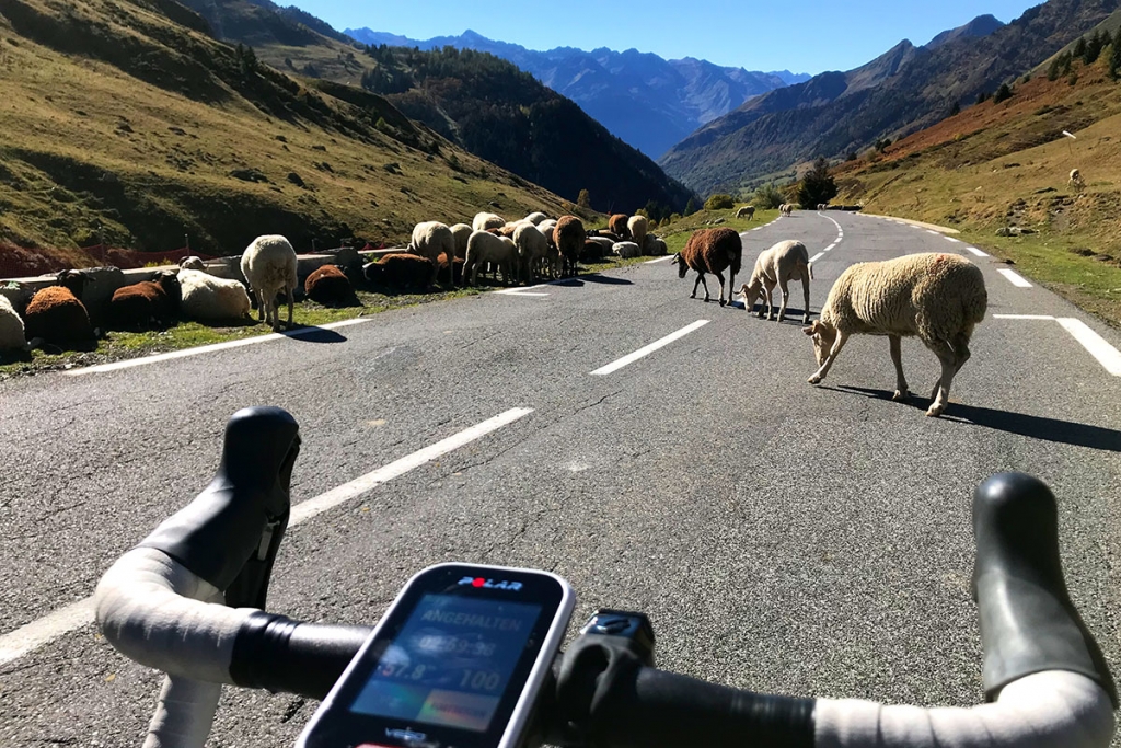 COL DU TOURMALET Ein Jugendtraum mit dem Rennrad / Auf der Abfahrt nach Luz-Saint-Sauveur kreuzen Schafe den Weg © stefandrexl.com